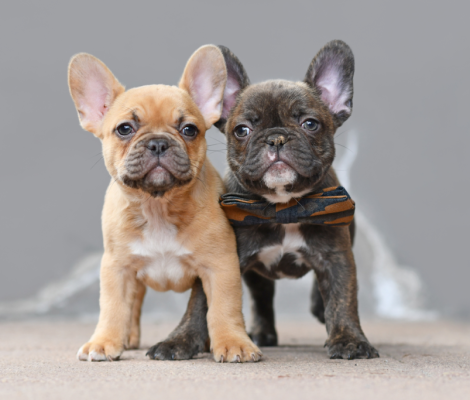 Choosing-the-Perfect-French-Bulldog-Puppy-Top-Frenchie-1024x683