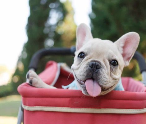 french-bulldog-lifespan-stroller-scaled